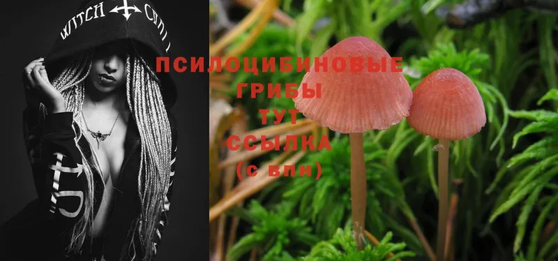 Галлюциногенные грибы Magic Shrooms  где купить наркоту  Каменногорск 